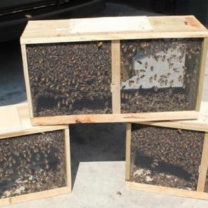 Package Bees for Sale